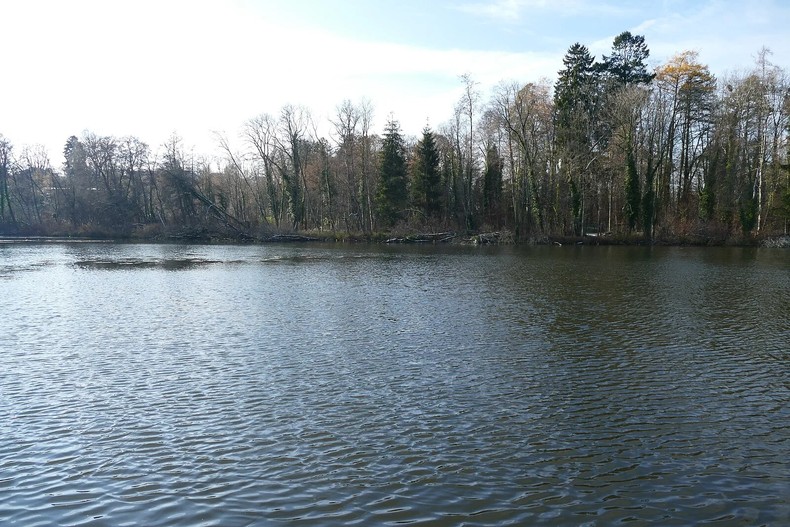 Schloßsee in Bad Waldsee vom Ufer aus gesehen, im Hintergrund das Ufergehölz.